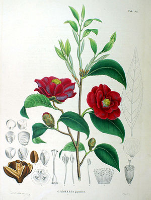 300px-Camellia_japonica_SZ82